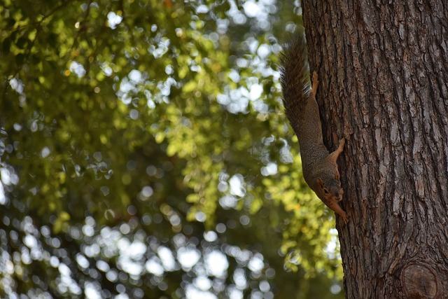 他的自我调 他的自我调